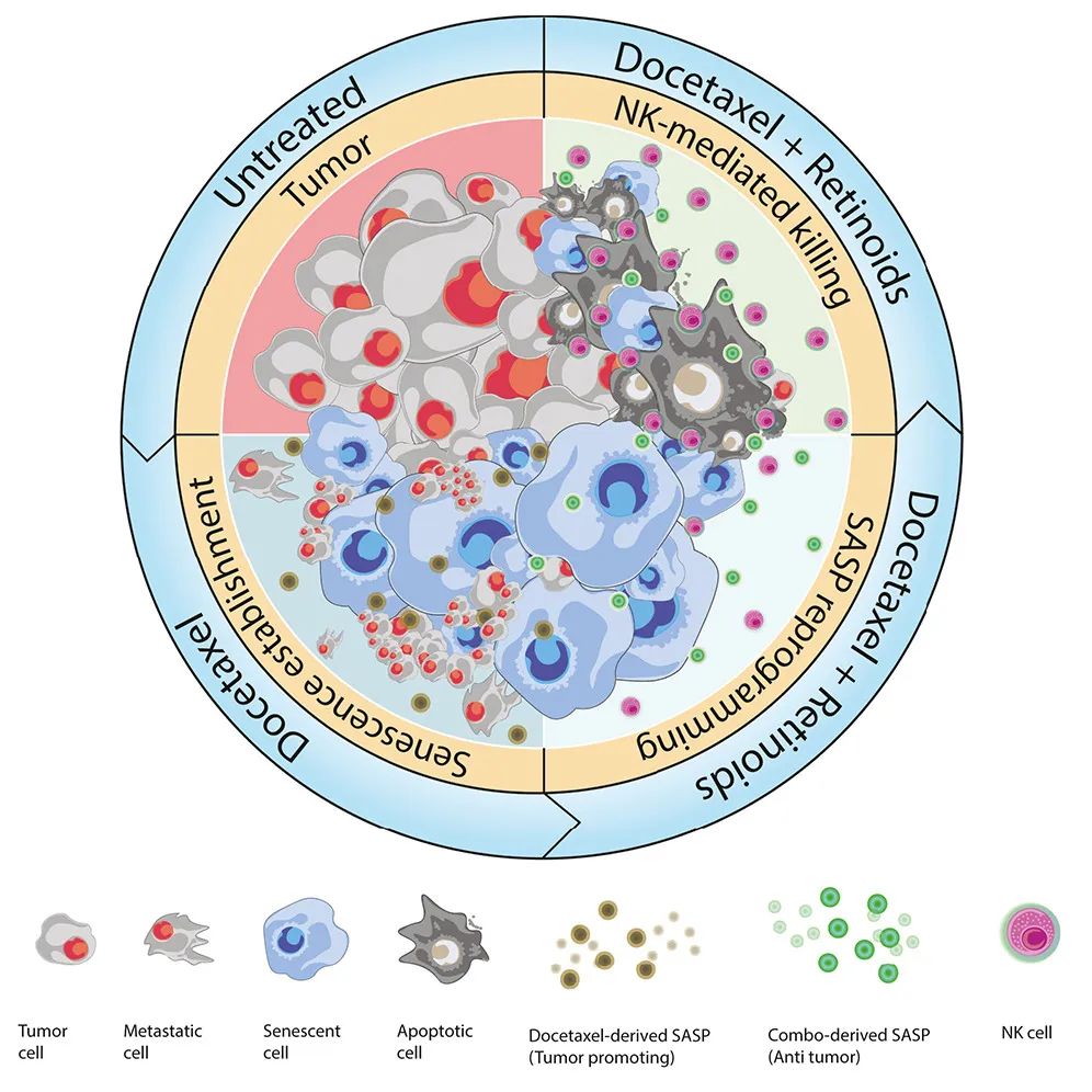 Cancer Cell：激活維A酸受體，可重編程衰老反應(yīng)，增強NK細(xì)胞抗腫瘤活性